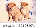 かわいい子犬 29193971