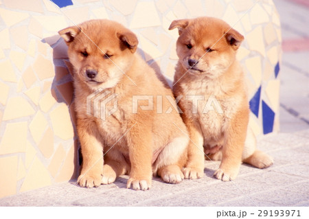 かわいい子犬 かわいい子犬 29193971