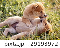 かわいい子犬 29193972