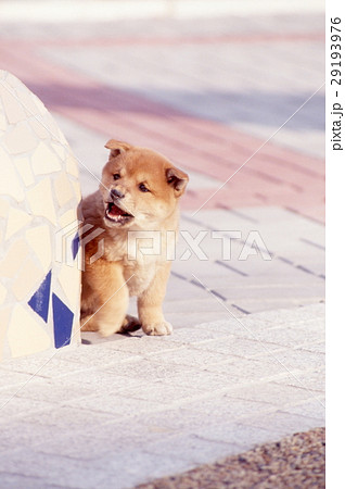 かわいい子犬 29193976