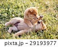 かわいい子犬 29193977