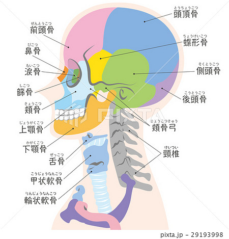 横から見た頭蓋骨の図 名称入り のイラスト素材