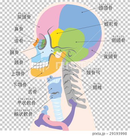 横から見た頭蓋骨の図 名称入り のイラスト素材