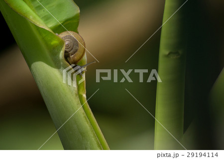 slug slow moving 29194114