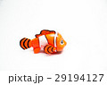 clownfish anemone fish toy on white 29194127