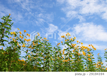秋空に映えるキクイモの花 秋空に映えるキクイモの花 29194394