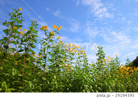 秋空に映えるキクイモの花 秋空に映えるキクイモの花 29194395