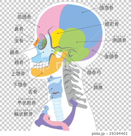 横から見た頭蓋骨の図 ボディ白 名称入り のイラスト素材