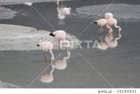 アタカマのフラミンゴ 29194933