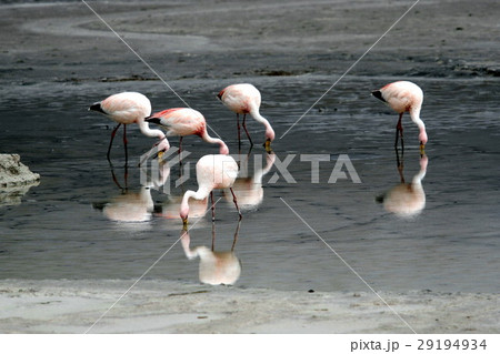 アタカマのフラミンゴ 29194934