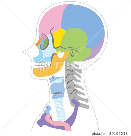 横から見た頭蓋骨の図 ボディ白 のイラスト素材
