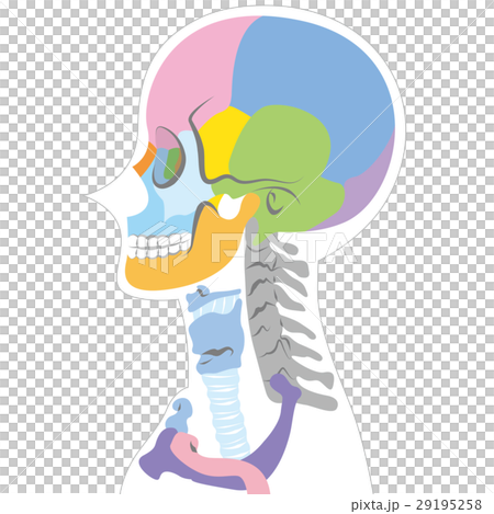 A view of the skull seen from the side (body white) 29195258