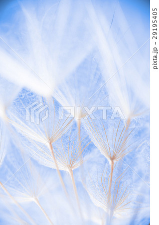 Abstract macro photo of plant seeds at a morning Abstract macro photo of plant seeds at a morning 29195405