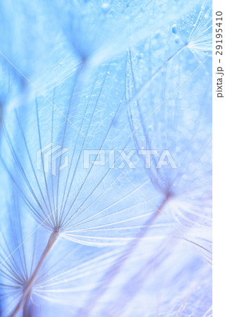 Abstract macro photo of plant seeds at a morning Abstract macro photo of plant seeds at a morning 29195410
