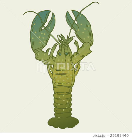 American Lobster, Vector illustration for artwork 29195440