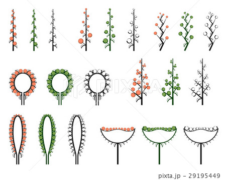 Set of vector different types of inflorescence. 29195449