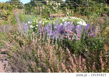 北欧のガーデン 29195825