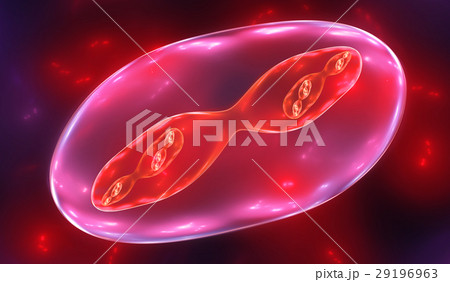 Cell Division - Mitosis and Meiosis, illustration Cell Division - Mitosis and Meiosis, illustration 29196963