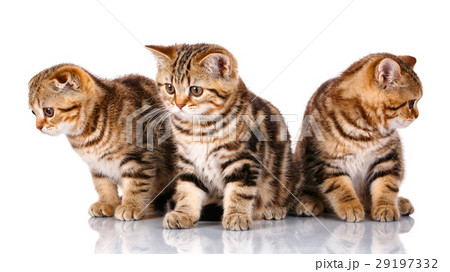 three Scottish kittens sitting, isolated on white three Scottish kittens sitting, isolated on white 29197332