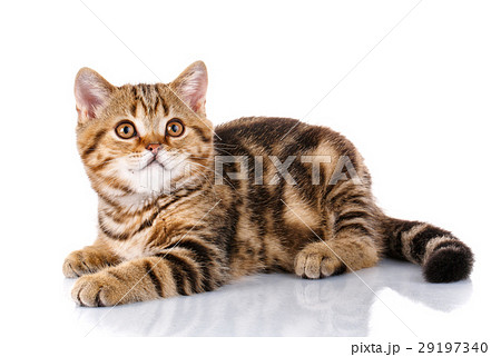 Cat Lying on Isolated white Background Cat Lying on Isolated white Background 29197340
