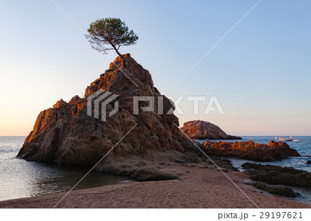 Lonely pine on a rock at dawn in Tossa del mar Lonely pine on a rock at dawn in Tossa del mar 29197621