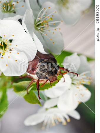 chafer 29198079