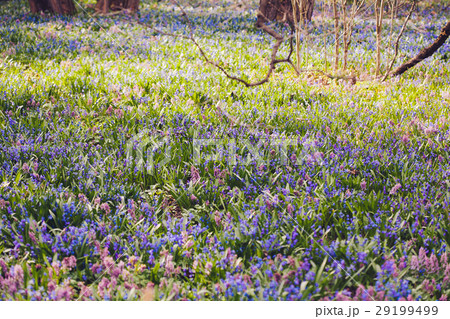 Scilla sibirica and Hollowroot, Corydali flowers Scilla sibirica and Hollowroot, Corydali flowers 29199499