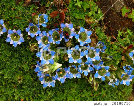 Blue gentians Blue gentians 29199710