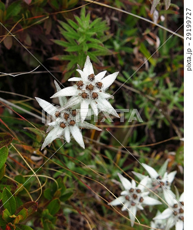 Himalayan edelweiss 29199727