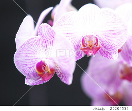 世界の洋ラン 29204552