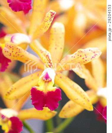 世界の洋ラン 29204553