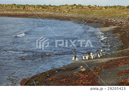 Wildlife of the Falkland Islands Wildlife of the Falkland Islands 29205423