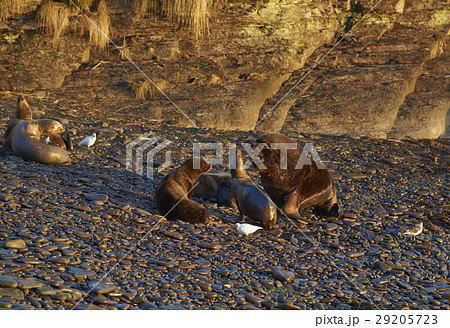 Southern Sea Lions 29205723