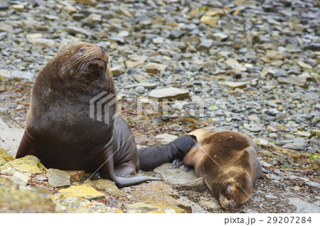 Southern Sea Lions Southern Sea Lions 29207284