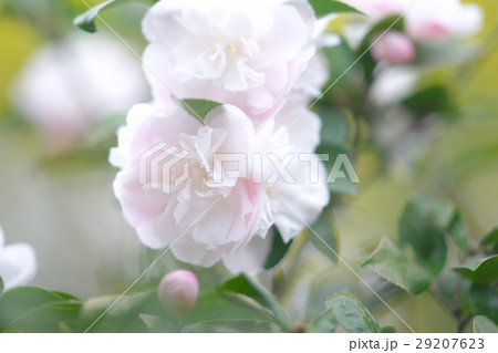 満開のツバキ 29207623