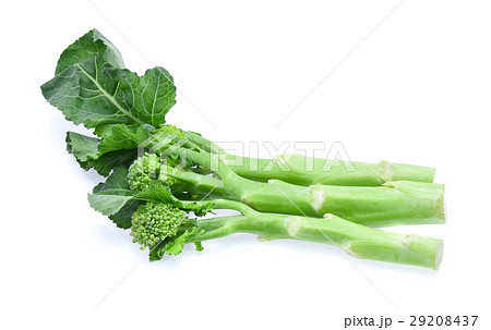 broccolini baby broccoli isolated on white 29208437