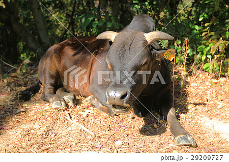 Lying cow, Sai Kung, Hong Kong, China 29209727