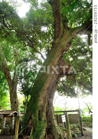 スダジイ 29209755