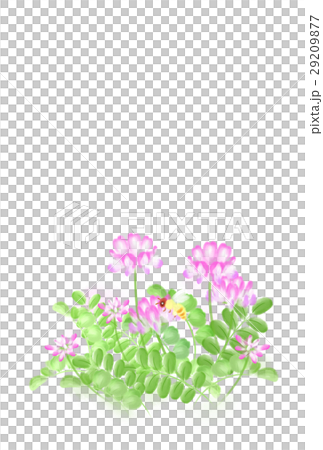 レンゲ レンゲ 29209877