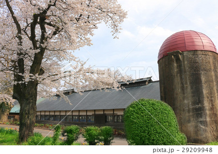 岩瀬牧場の桜（鏡石町） 29209948