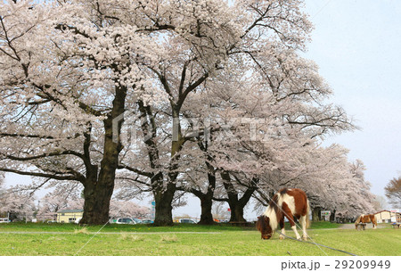 岩瀬牧場の桜(鏡石町) 岩瀬牧場の桜(鏡石町) 29209949