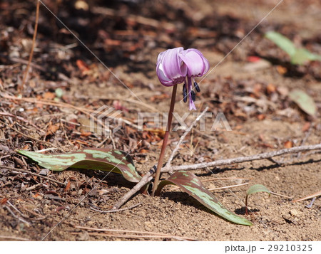 カタクリの花（埼玉県深谷市） 29210325