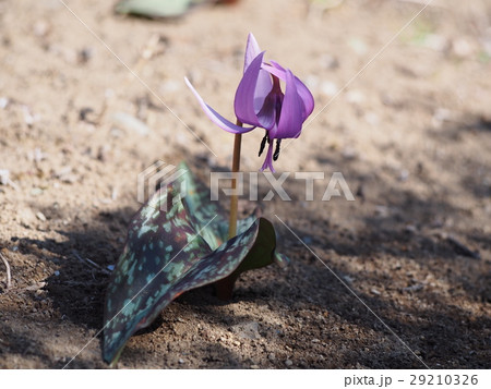 カタクリの花(埼玉県深谷市) カタクリの花(埼玉県深谷市) 29210326