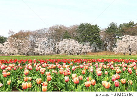鳥見山公園の桜（鏡石町） 29211366