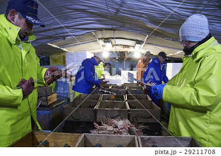 賀露港　カニ漁　選別 29211708