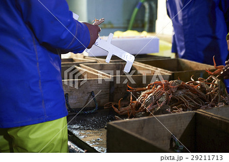 賀露港　カニ漁　選別 29211713