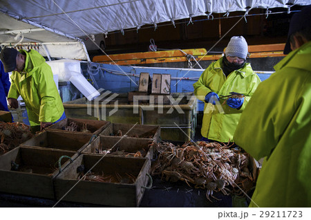 賀露港 カニ漁 選別 賀露港 カニ漁 選別 29211723