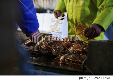 賀露港　カニ漁　選別 29211758