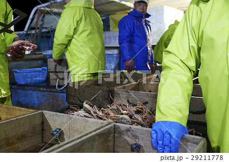 賀露港　カニ漁　選別 29211778