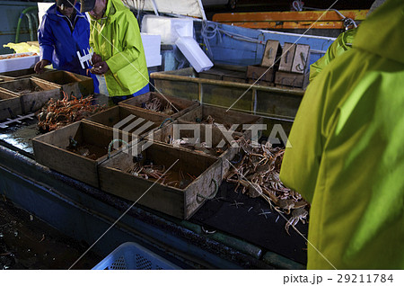 賀露港 カニ漁 選別 賀露港 カニ漁 選別 29211784